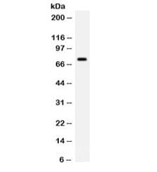 Polyclonal Rabbit anti-Human IL7 Antibody (WB)