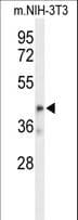 OLFML3 Antibody (aa107-134)