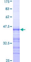 Human ARNT / HIF-1-Beta Protein (Recombinant GST, N-terminus)