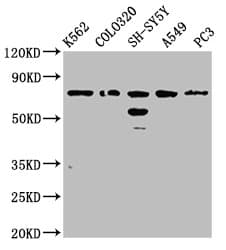 Polyclonal Rabbit anti-Human BRINP3 / FAM5C Antibody (IHC, WB)