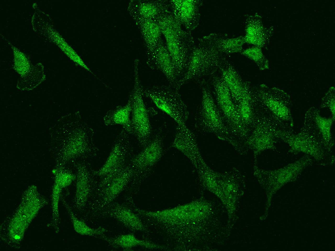 SIN3B Antibody