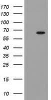 GCKR Antibody (clone OTI1E7)