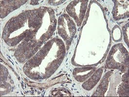 TSC22D1 / TSC22 Antibody (clone OTI3B7)