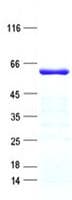 Human ZNF20 Protein (Recombinant His, N-Terminal)