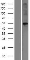 MORN1 Protein (Over-Expression Lysate Myc-DDK (Flag))