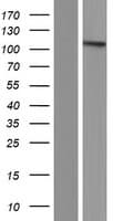 BICC1 Protein (Over-Expression Lysate Myc-DDK (Flag))