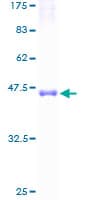Human TM2D1 / BBP Protein (Recombinant GST)