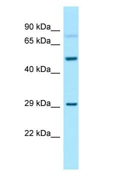 GNA13 Antibody (aa39-88)