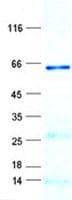 Human USP46 Protein (Recombinant GST, N-terminus + His, C-terminus)