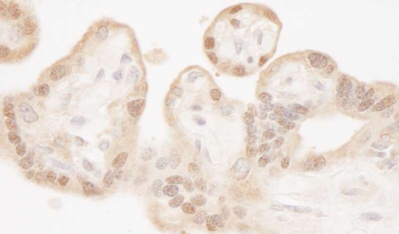 Polyclonal Rabbit anti-Human STK4 Antibody (C-Terminus, IHC, WB)