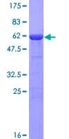 Human HAUS8 Protein (Recombinant GST)