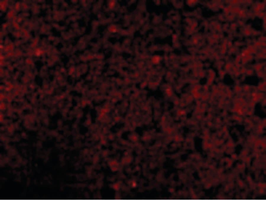 IHC-plus™ CRMP1 Antibody
