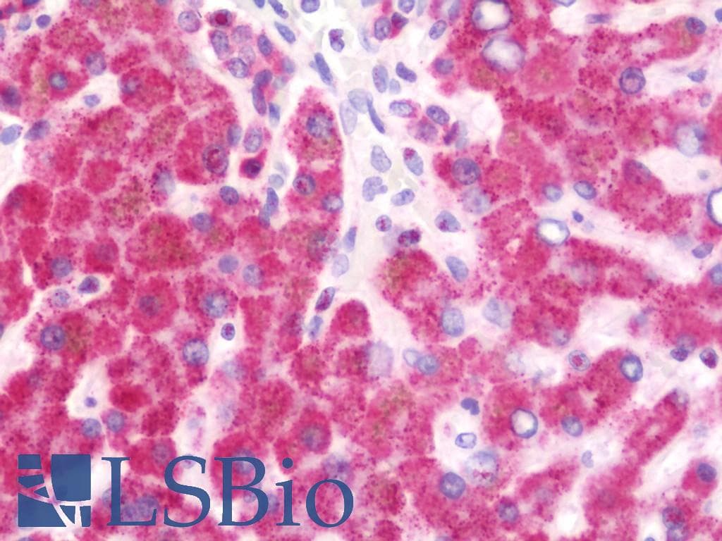 IHC-plus™ I-309 / CCL1 Antibody (aa32-96)