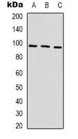 Monoclonal Mouse anti-Human HSP90AA1 / Hsp90 Alpha A1 Antibody (IHC, WB)