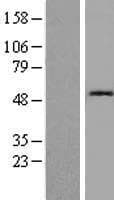 CST1 / Cystatin SN Protein (Over-Expression Lysate Myc-DDK (Flag))