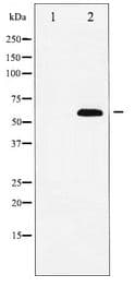 NFE2L2 / NRF2 Antibody