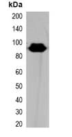 Polyclonal Rabbit Hemagglutinin / HA Tag Antibody (WB)