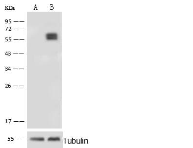 PLBD2 Antibody (Preservative Free)