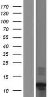 C17orf89 Protein (Over-Expression Lysate Myc-DDK (Flag))