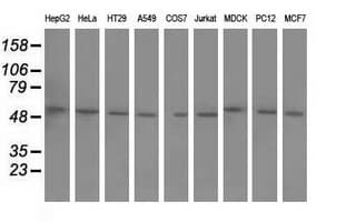BTN1A1 Antibody (clone OTI5E6)