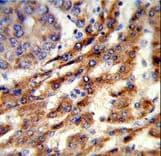 ERGIC3 Antibody (aa1-30)