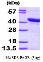 Human HSPBP1 Protein (Recombinant His)