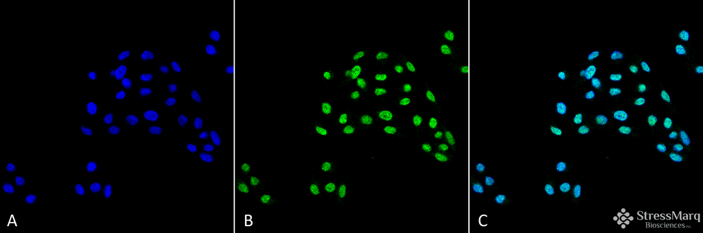 APG5 / ATG5 Antibody