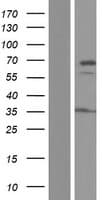 DNAJC11 Protein (Over-Expression Lysate Myc-DDK (Flag))
