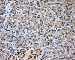 NIT2 Antibody (clone OTI2B9, Carrier-free)