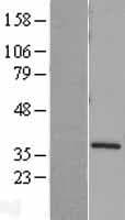 STX4 / Syntaxin 4 Protein (Over-Expression Lysate Myc-DDK (Flag))