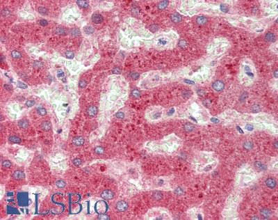 IHC-plus™ LBP Antibody