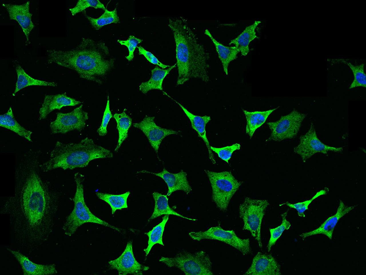 EIF4H Antibody (Preservative Free)