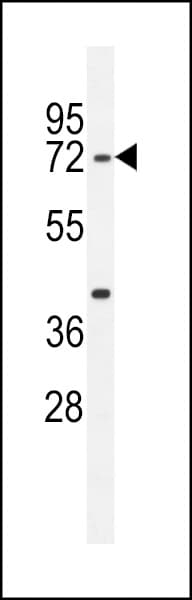 SERAC1 Antibody (aa552-581)