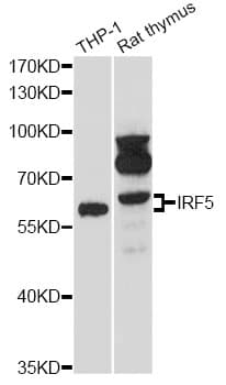 IRF5 Antibody