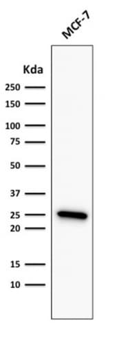 Recombinant Monoclonal Mouse anti-Human BCL2 / Bcl-2 Antibody (clone rBCL2/782, Azide-free,Carrier-free, IHC, IF, WB)