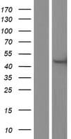 CERKL Protein (Over-Expression Lysate Myc-DDK (Flag))