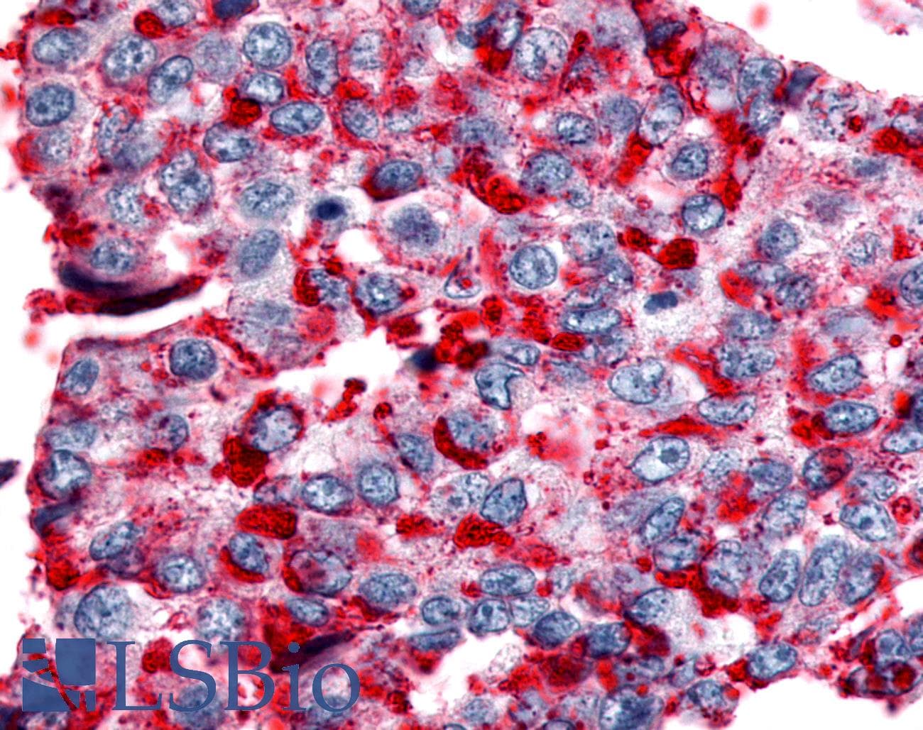 PathPlus™ Polyclonal Rabbit anti-Human NPBWR2 / GPR8 Antibody (Cytoplasmic Domain, IHC)