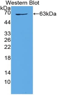 SPP1 / Osteopontin Antibody (aa17-287)