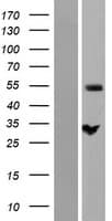 ZC3HC1 / NIPA Protein (Over-Expression Lysate Myc-DDK (Flag))