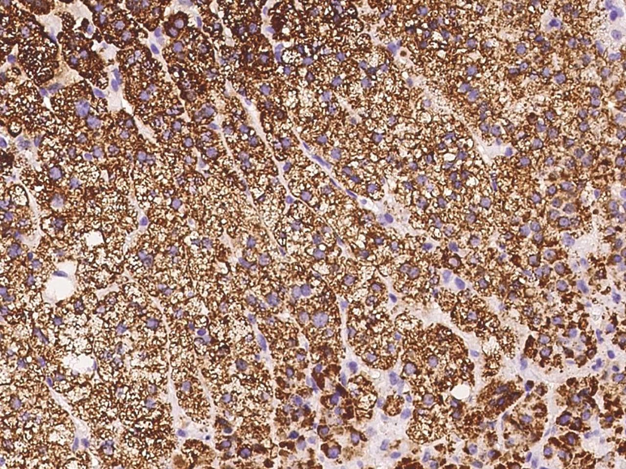 FDXR Antibody (Preservative Free)
