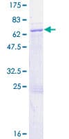 Human RBM4B Protein (Recombinant GST)