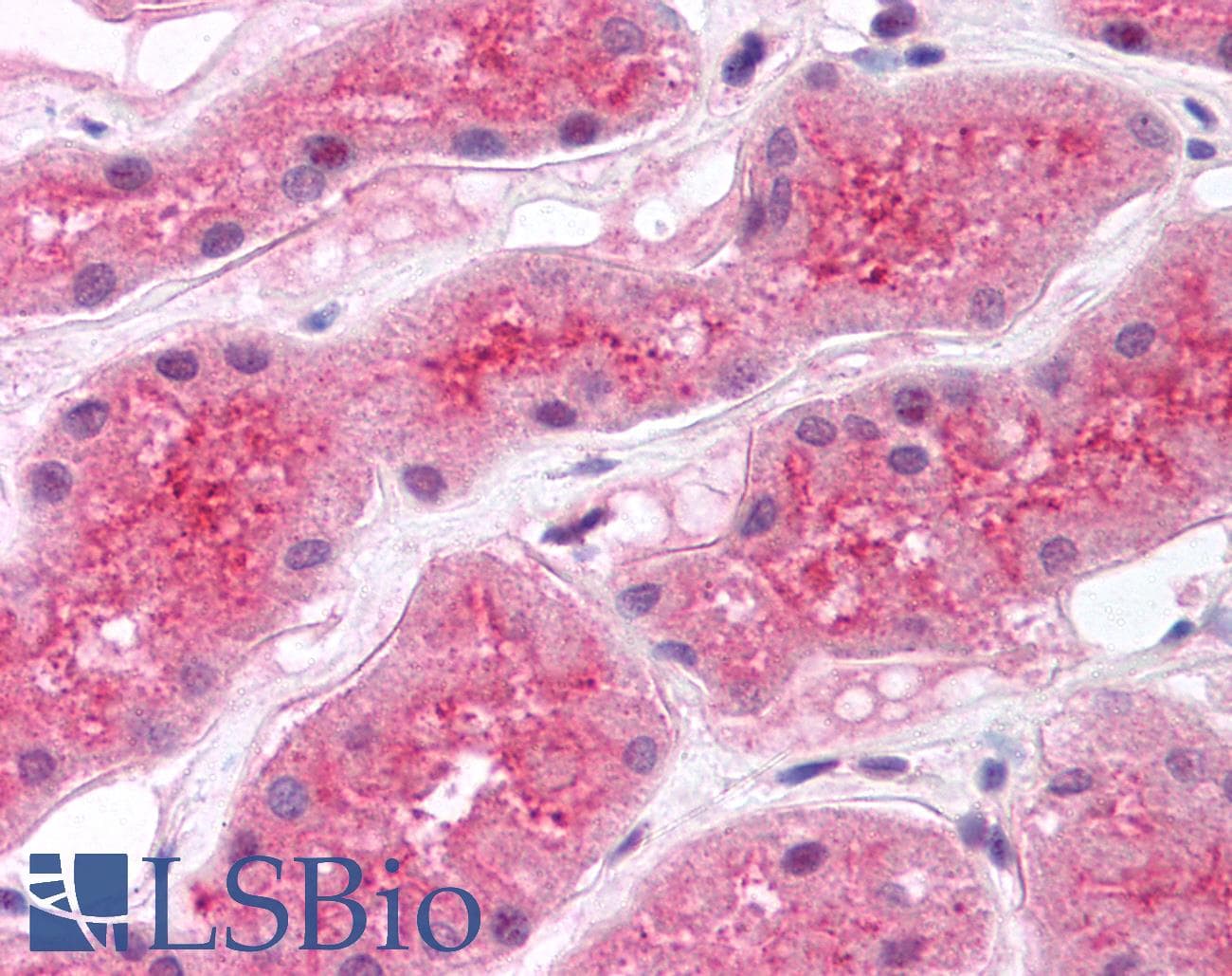 IHC-plus™ MAP17 / PDZK1IP1 Antibody (C-Terminus)