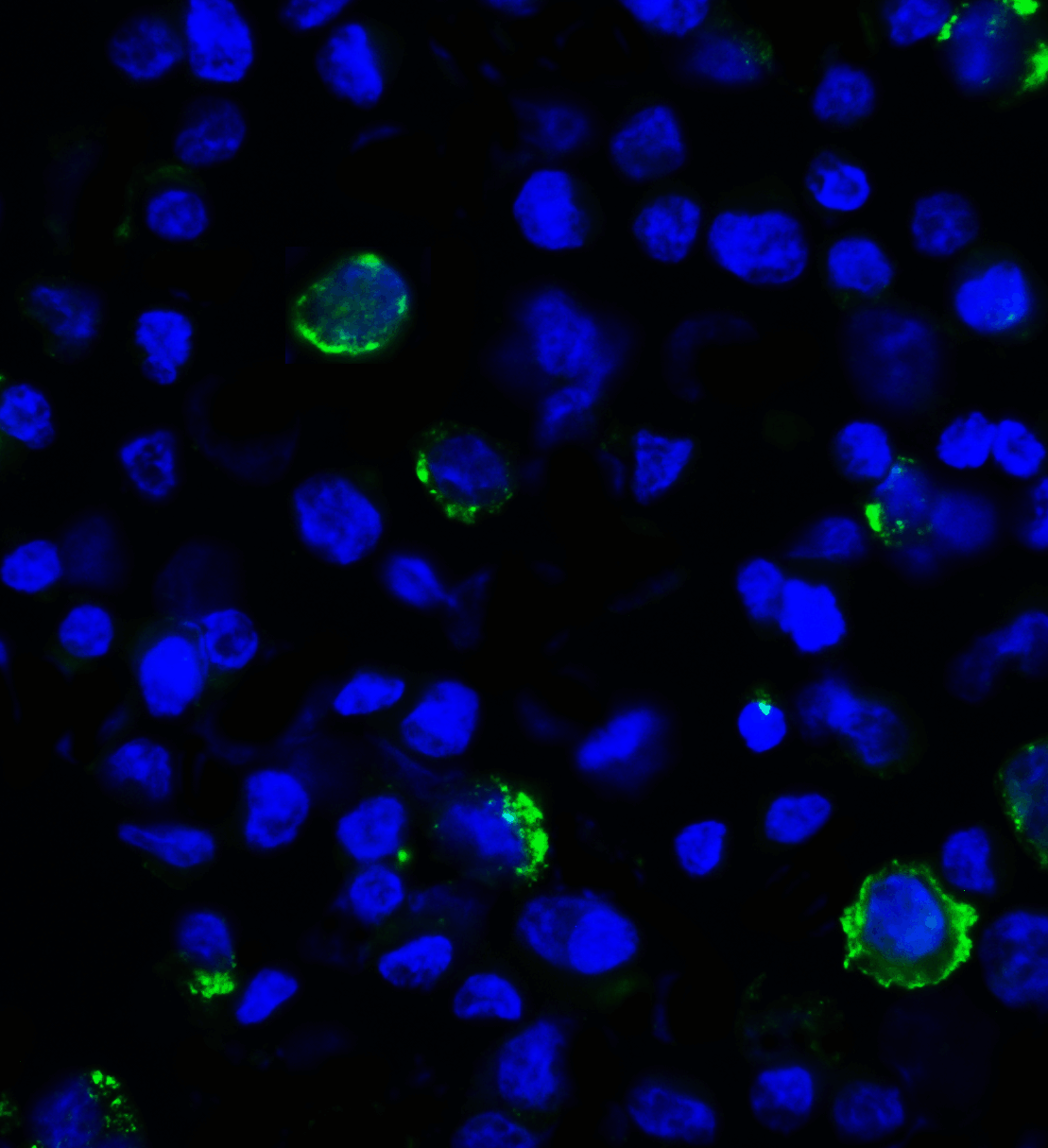 LAG3 Antibody (clone 7A7)