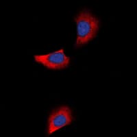GJA1 / CX43 / Connexin 43 Antibody (Internal)