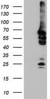NMT2 Antibody (clone OTI2B4, Carrier-free)