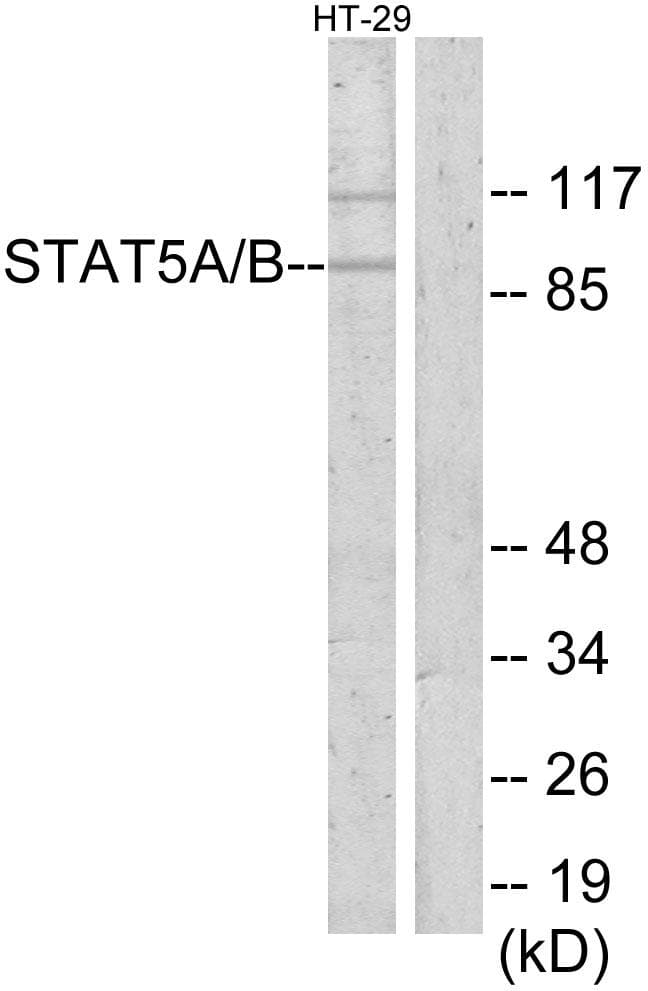 STAT5 A+B Antibody