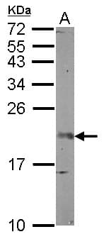 FGF12 Antibody