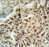 Polyclonal Rabbit anti-Human ERI3 Antibody (aa309-337, IHC, WB)