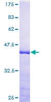 Human TAX1BP3 Protein (Recombinant GST)