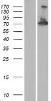 RAPH1 Protein (Over-Expression Lysate Myc-DDK (Flag))